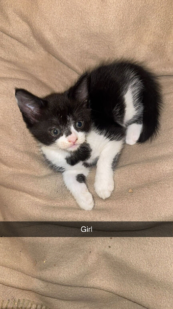3 kittens all boys