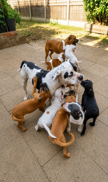 Beautiful puppies