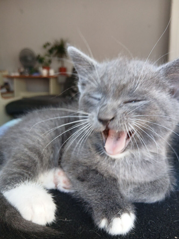 3 x kittens 7weeks old
