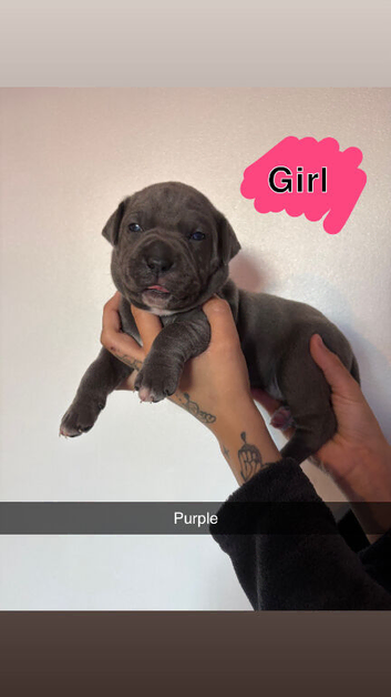 Cane corso x puppies