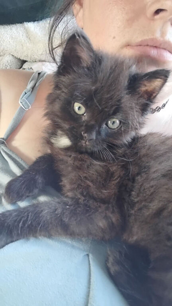 Ragdoll cross tabby cat