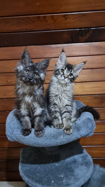 Pedigree Maine Coon Kittens for sale