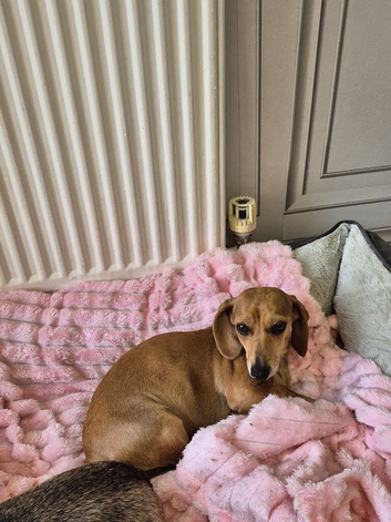 2 yr old