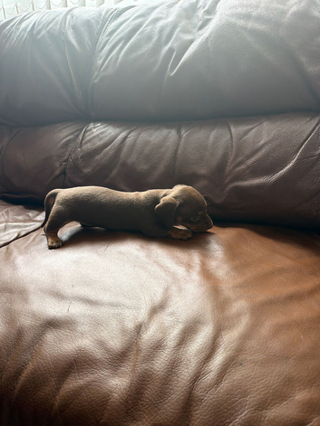 Mini dachshund puppies