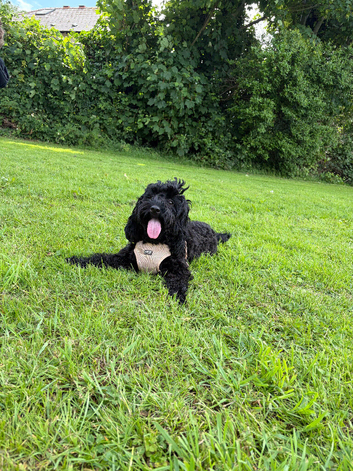 Cockapoo girl