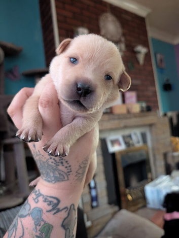 7 gorgeous lab pups ready in July