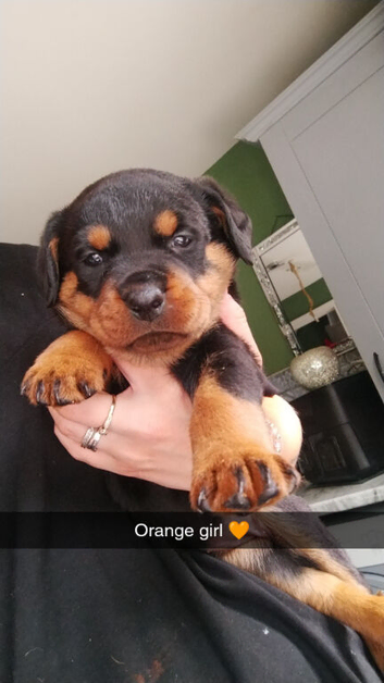 Beautiful Rottweiler Pups