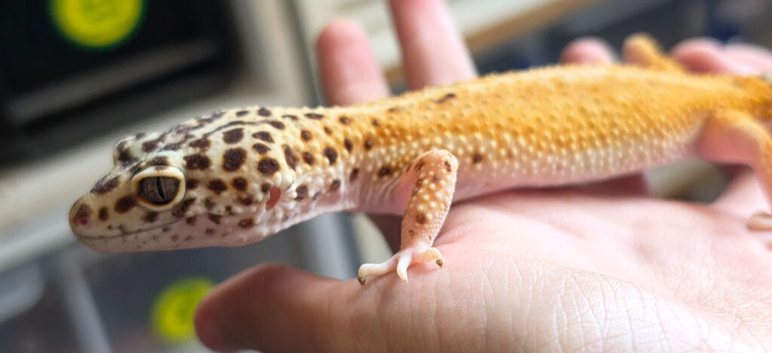 Female 2024 leopard gecko