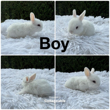 Mini lop baby&rsquo;s