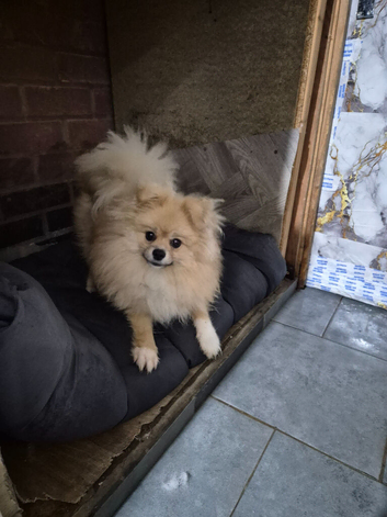 Pomeranian female 7 months old ready now