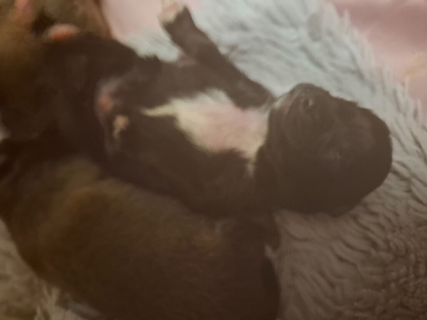 Puppies, Papillon/pomarainan..good homes only! ️