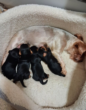 Yorkshire Terrier Puppies