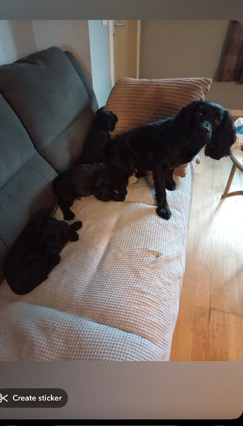 Kc registered cocker spaniel puppies