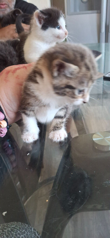 8 week old kitten