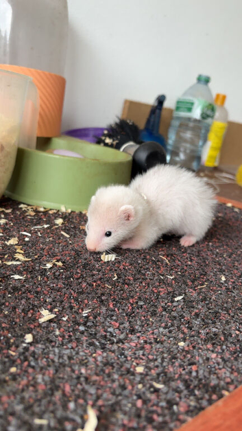 Micro ferret
