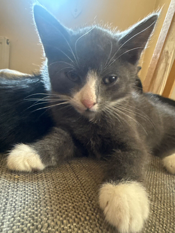 5 female kittens for sale