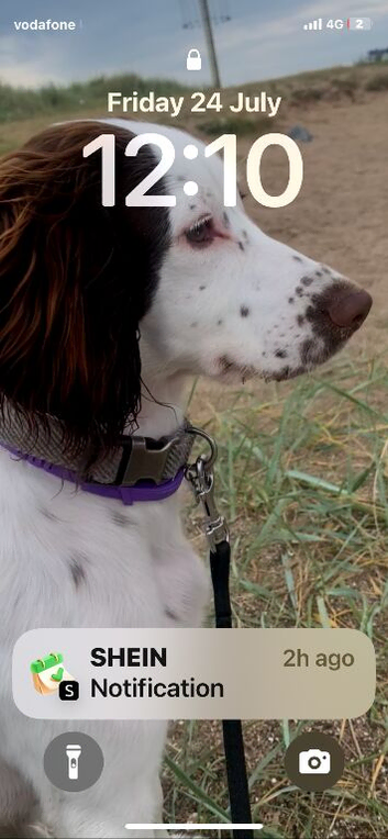 10 month old female cocker spaniel