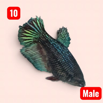 Beta fish