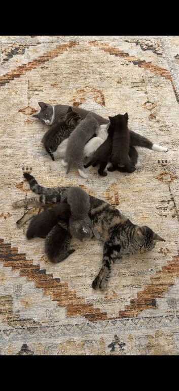 3 Beautiful Ragdoll Mix Kittens Left for  Forever Homes