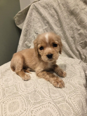 Golden Cockaliers puppies