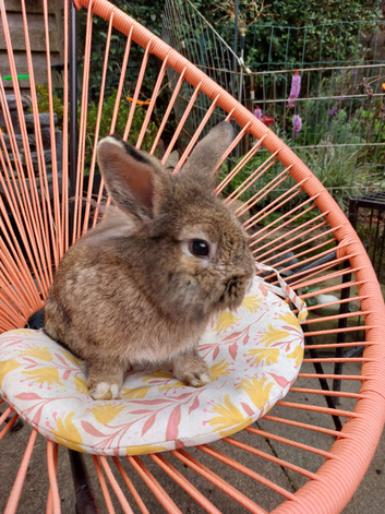 Brown mixed breed male rabbit