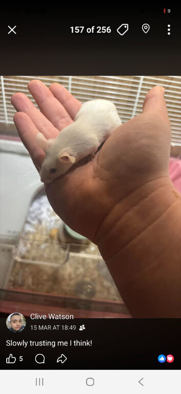 Two female fancy mice