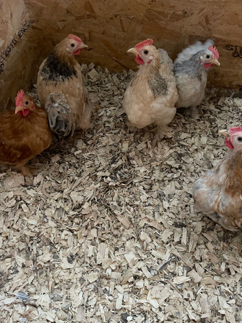 Pekin bantam cockerels
