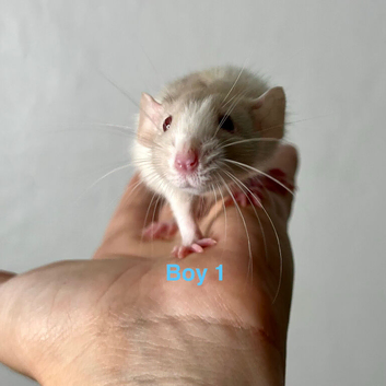 Dumbo rat babies