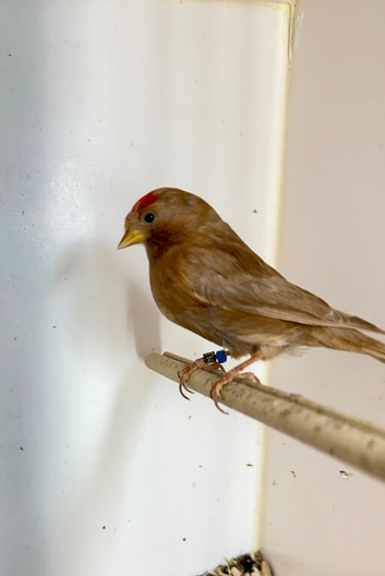 Cinnamon Redpoll Male 2025 - split for Isobel