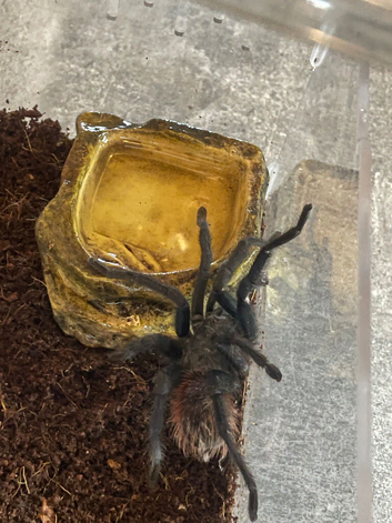 Mature male Brazilian blue not black