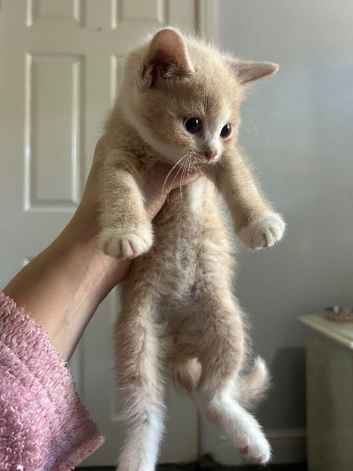 British short hair cats Cross