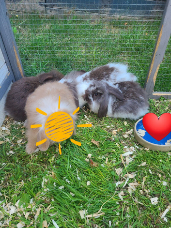 Baby rabbits ready now