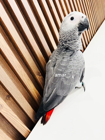 Gorgeous baby African grey