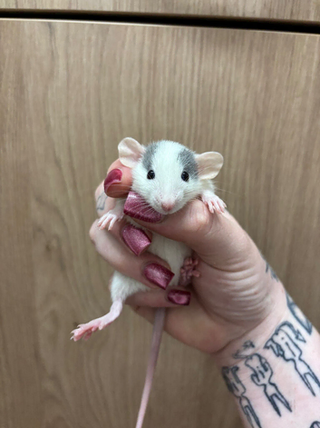 Gorgeous pedigree dwarf rat pups