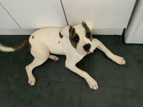 Male cane Corso for sale