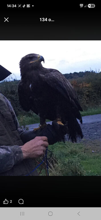 Russian step eagle