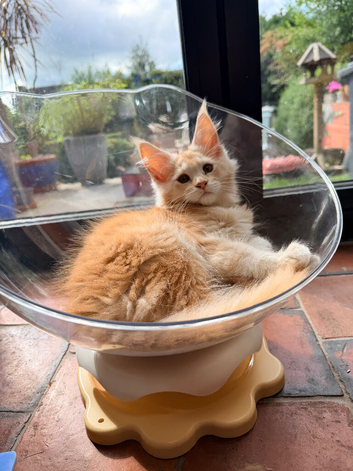 Fife registered, red silver Maine coon kittens