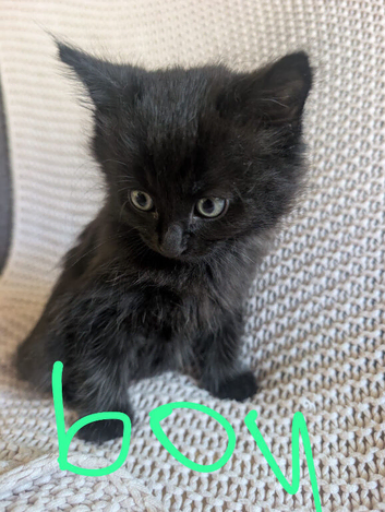 Kittens