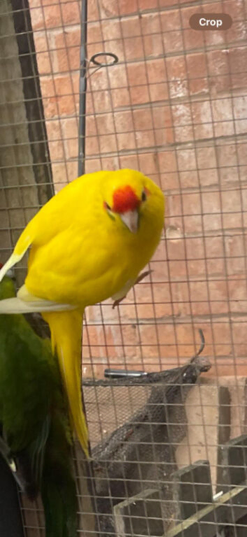 Kakarikies