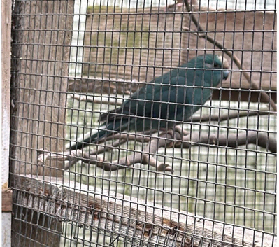 KAKARIKI