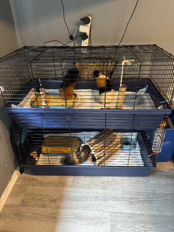 4x males guinea pigs and cage