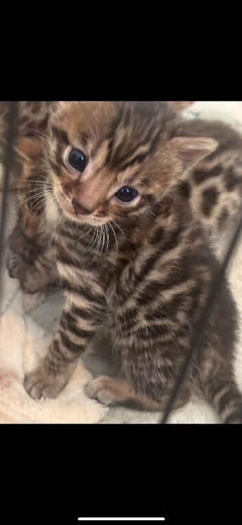 Bengal kittens