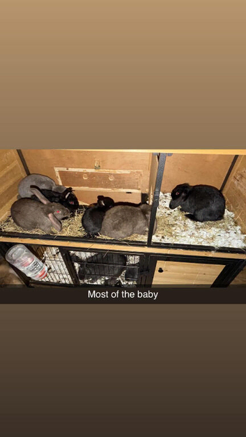 Mini lip cross Vienna blue rabbits