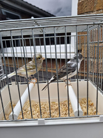 Jaspe Hen & Blue Cock Pair