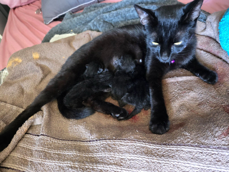 2 female 1 male