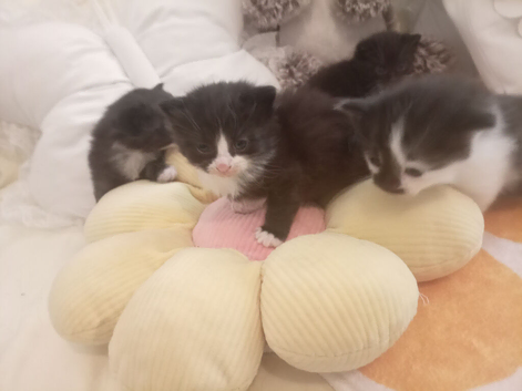 Kittens ready to go in 5weeks