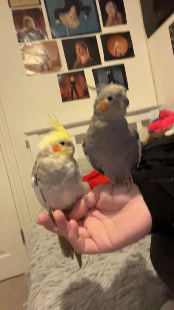 Cockatiel Pair for sale | Tame female