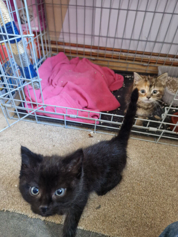 2 kittens for sale
