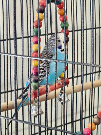 Pait of young Budgies for sale including cage and toys &pound;120