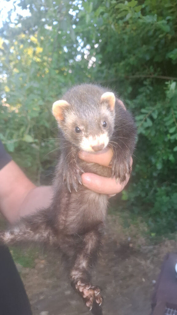 Ferrets ready to go &pound;15 each.